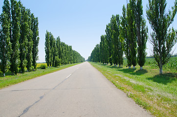 Image showing road to horizon in trees