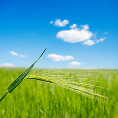 Image showing green ear over field. soft focus