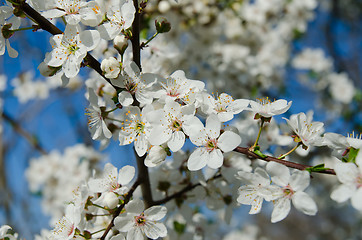 Image showing blooming spring tree branches with white flowers