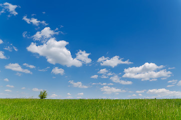 Image showing field with green grass under deep blue sky