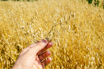 Image showing golden harvest in hand over field