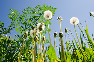 Image showing spring meadow with dandelions