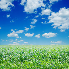 Image showing field with green Sudan grass under deep blue sky with clouds