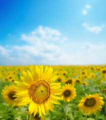 Image showing sunflower close up on field