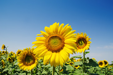 Image showing sunflower close up on field