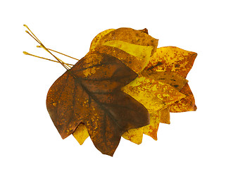 Image showing brightly tulip tree leaves lay on top each other 