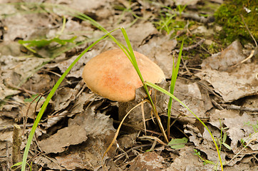 Image showing red cap scaber stalk mushroom forest leaf grow 
