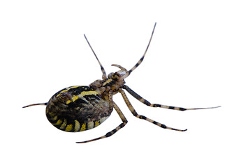 Image showing wasp spider turnover isolated on white 