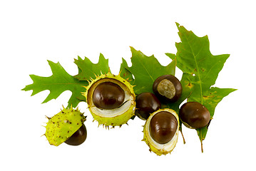 Image showing autumn leaf composition with chestnuts and shell  