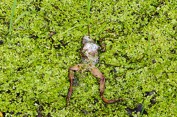 Image showing dead frog lie on wet swamp groundgreen plant 