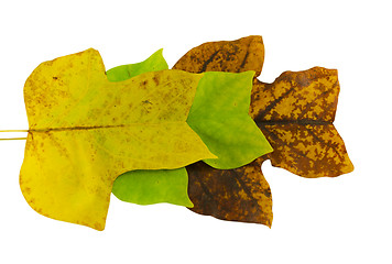 Image showing  tulip tree leave in autumn composition  