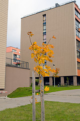 Image showing small colorful tree modern flat houses autumn 