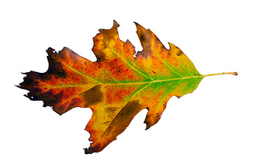 Image showing varicoloured decorative oak leaf  