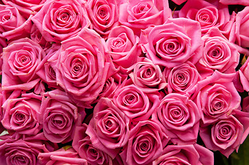 Image showing roses background