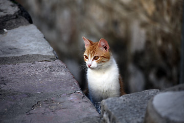 Image showing Cat