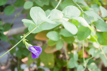 Image showing Blue butterfly pea blossom in herbal garden 