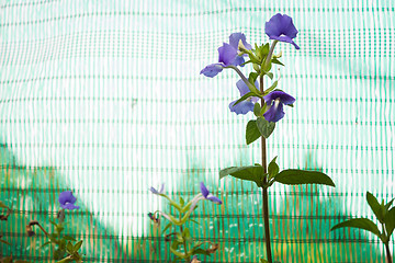 Image showing Blue flowers bunch on green sunshade background 