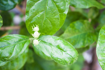 Image showing Branch of jasmine flower on green leaves background 