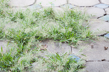 Image showing Green grass grow on  the holes of cement brick