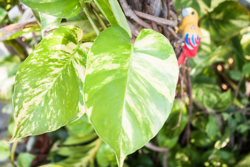 Image showing Green leaves of fresh pothos plant in garden