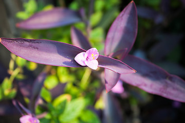 Image showing Mini purple flower blossom on green background