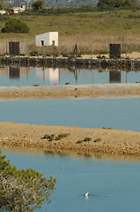 Image showing Salt marsh