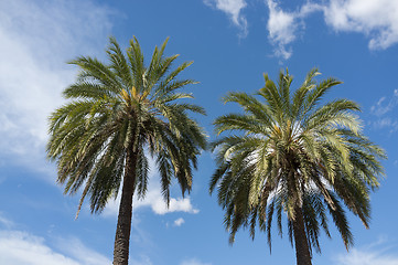 Image showing Palm trees