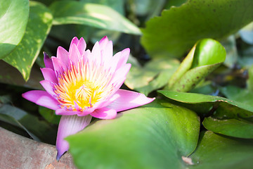 Image showing Pink lotus flower bloom on green foliage