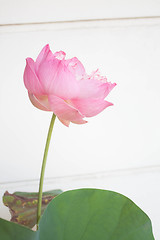 Image showing Pink lotus flower blossom on white background