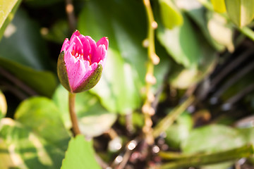 Image showing Pink lotus flower bud on green foliage