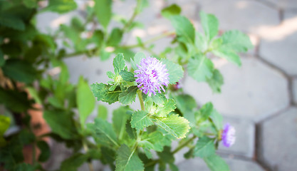 Image showing Purple flower branch in small home garden  