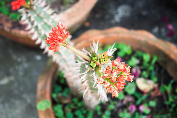 Image showing Red crown of thorns flowers 