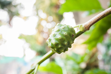 Image showing Single noni fruit hang on the tree 