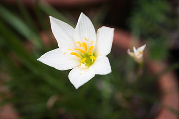 Image showing White wild flower blossom with green background