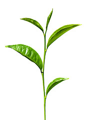 Image showing tea green leaves isolated