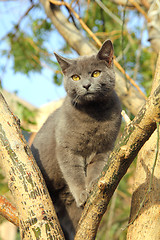 Image showing wandering gray cat sitting on tree