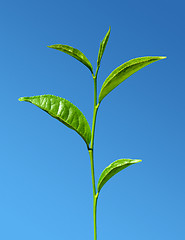 Image showing tea green leaves