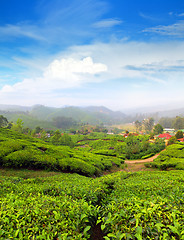 Image showing mountain tea plantation in India