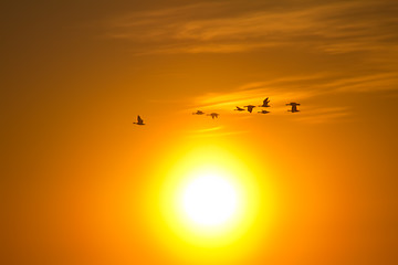 Image showing Romantic flight at sunset