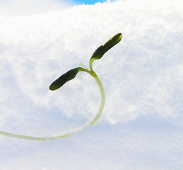 Image showing winter  outcome