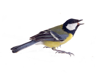 Image showing tit bird 2