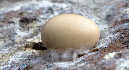 Image showing Goosander egg with a down slice