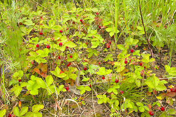 Image showing wild strawberry thickets
