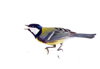 Image showing tit bird 2