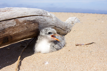 Image showing Pretty baby bird