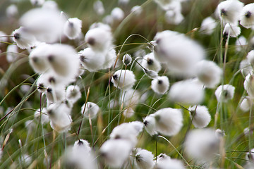 Image showing Fluffy flowers