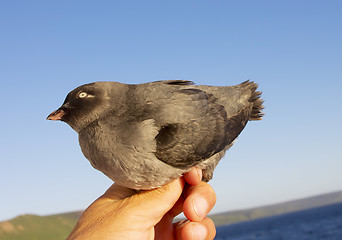 Image showing The Whiskered auklet