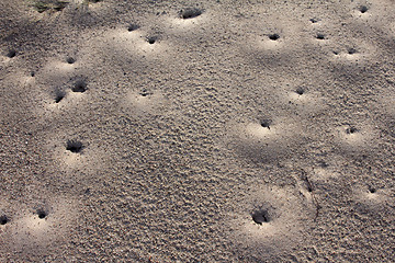 Image showing Sand ants