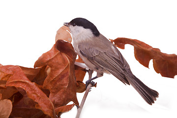 Image showing willow tit on a branch