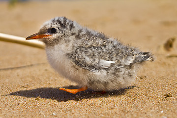 Image showing Pretty baby bird